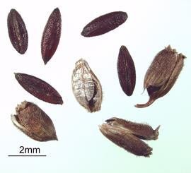   Fruits,nbsp;seeds:   Diodia ocymifolia ; Photo by R. Young, USDA APHIS PPQ, imageID.idtools.org
